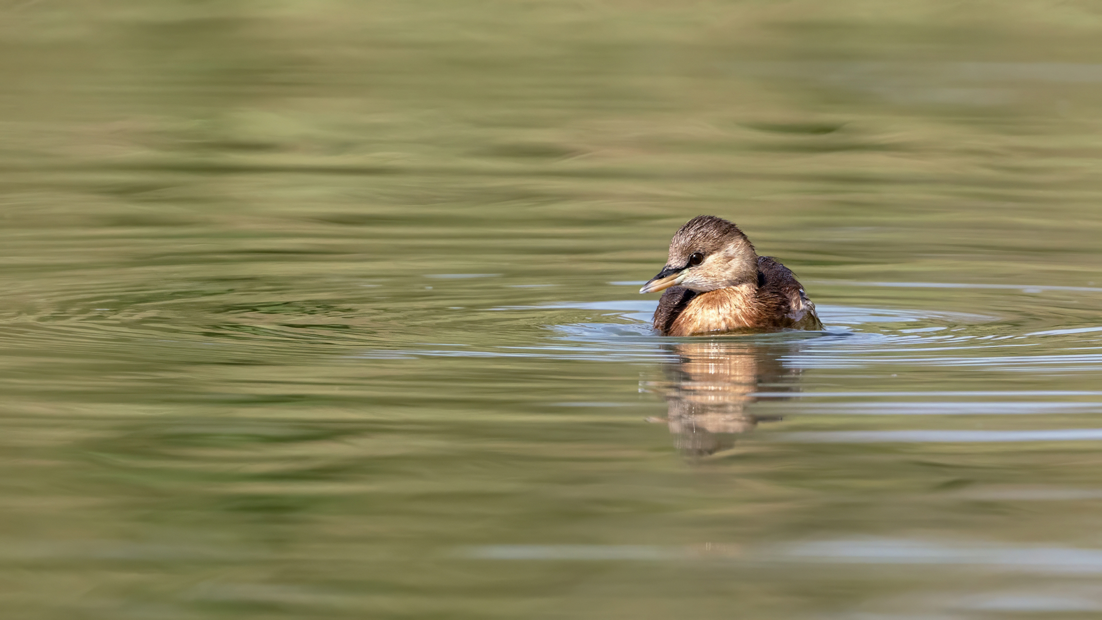 Little Grebe